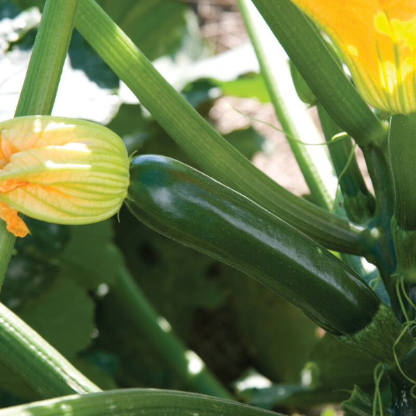 Organic Squash Plant, Zucchini