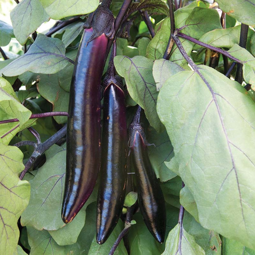 Organic Eggplant Plant, Japanese - 3.5" pot