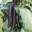 Organic Eggplant Plant, Japanese - 3.5" pot