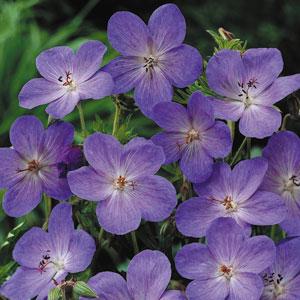 Cranesbill, Johnson's Blue Cranesbill