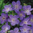 Cranesbill, Johnson's Blue Cranesbill