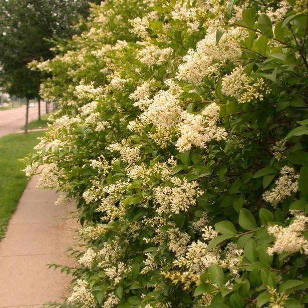 Privet, Amur Privet