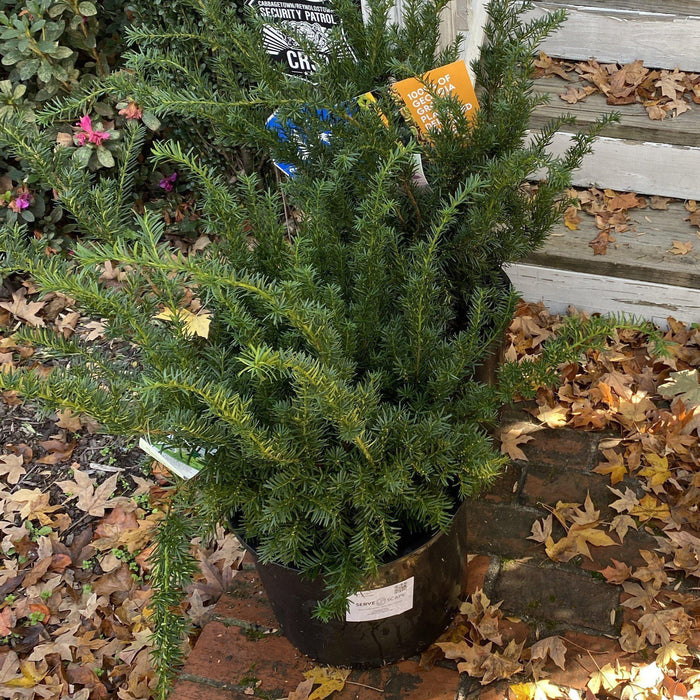 Yew, Hick's Yew