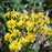 Packera aurea  - Golden Ragwort