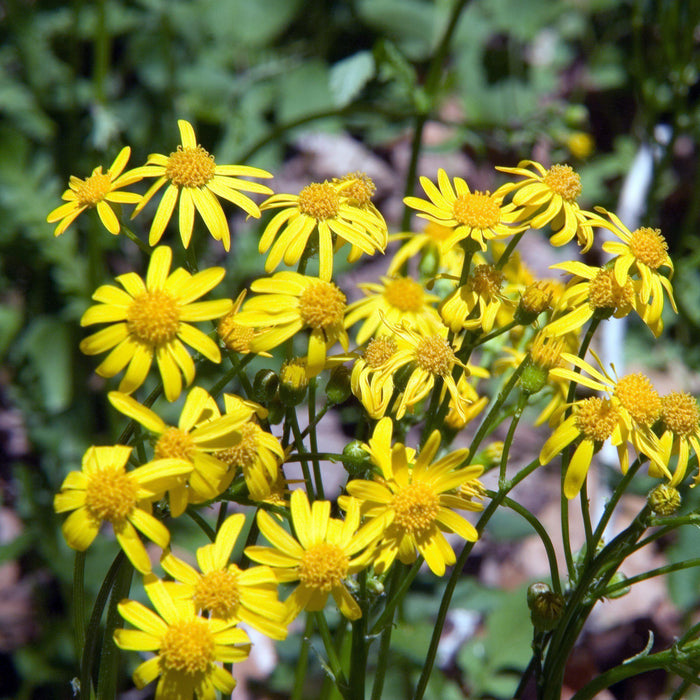 Packera aurea  - Golden Ragwort