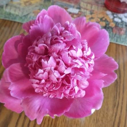Peony, Petite Renee Peony