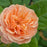 Rose, PW® Flavorette® Honey-Apricot Rose