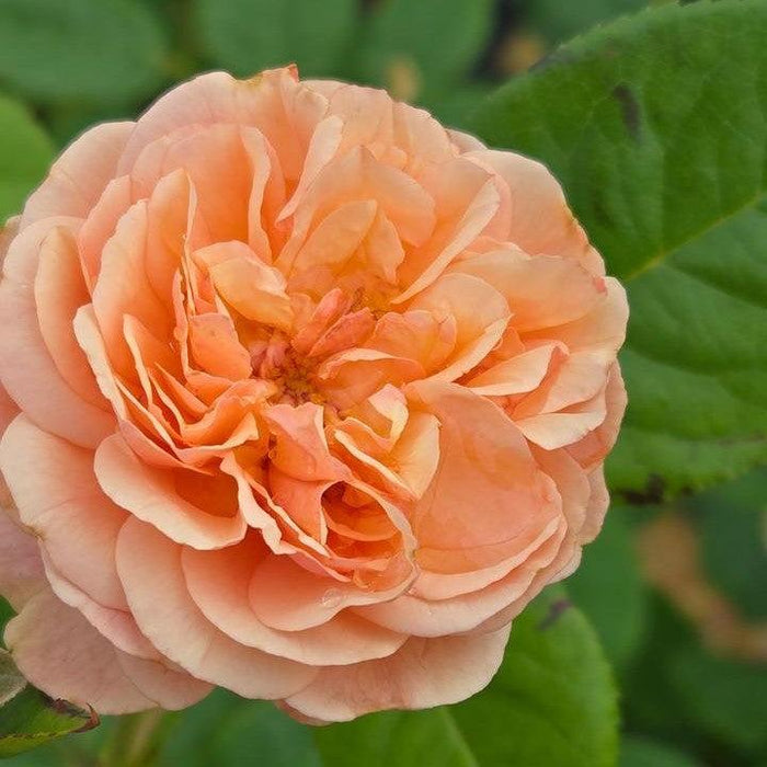 Rose, PW® Flavorette® Honey-Apricot Rose