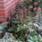 Astilbe, Vision in Pink Chinese Astilbe