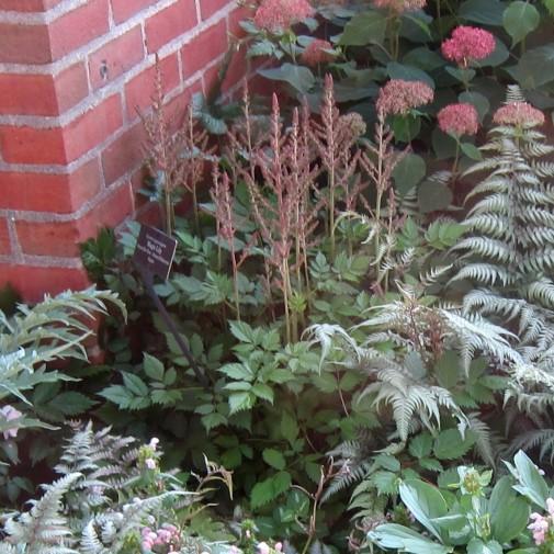 Astilbe, Vision in Pink Chinese Astilbe