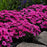 Dianthus, Paint the Town Fancy Dianthus