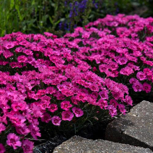 Dianthus, Paint the Town Fancy Dianthus