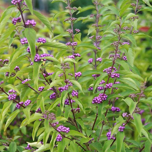 Beautyberry, Early Amethyst Beautyberry