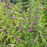 Beautyberry, Early Amethyst Beautyberry