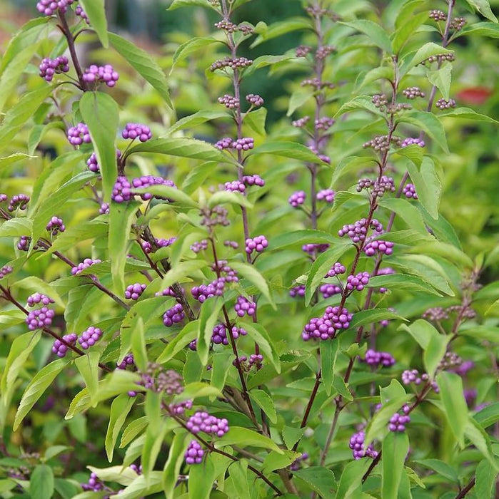 Beautyberry, Early Amethyst Beautyberry