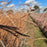 Grass, Dancing Wind Big Bluestem