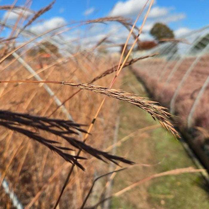 Grass, Dancing Wind Big Bluestem