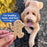 Cloud Star Buddy Biscuits Oven Baked Bacon And Cheese Dog Treats