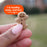 Cloud Star Buddy Biscuits Soft and Chewy Peanut Butter Dog Treats, 6oz