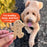 Cloud Star Buddy Biscuits Grain Free Oven Baked Dog Treats, Peanut Butter, 14oz