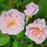 Rose, Cecile Brunner™ Climbing Rose