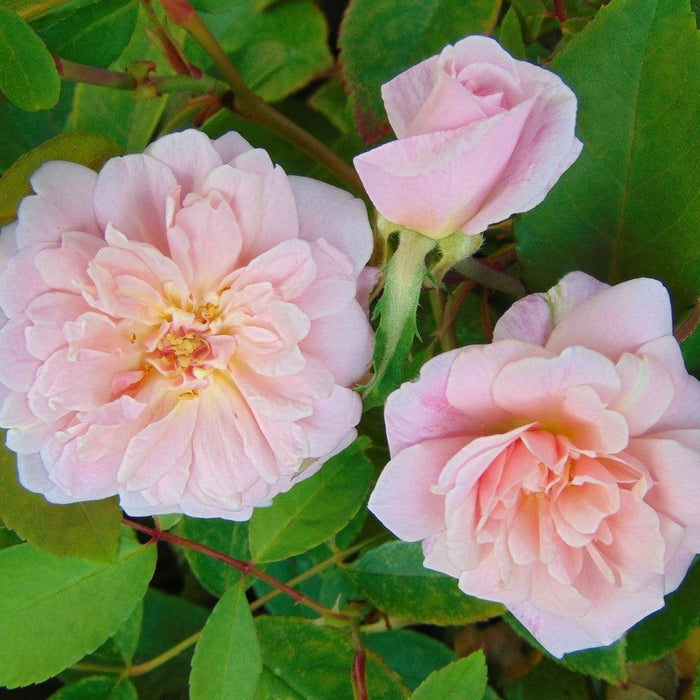 Rose, Cecile Brunner™ Climbing Rose
