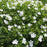 Cranesbill, White Bloody Cranesbill