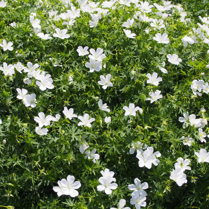 Cranesbill, White Bloody Cranesbill