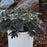 Cranesbill, Boom Chocolatta Cranesbill