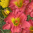 Daylily, Passionate Returns Daylily
