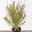 Gaura lindheimeri 'Kleau 04263'  - Belleza™ Dark Pink Gaura