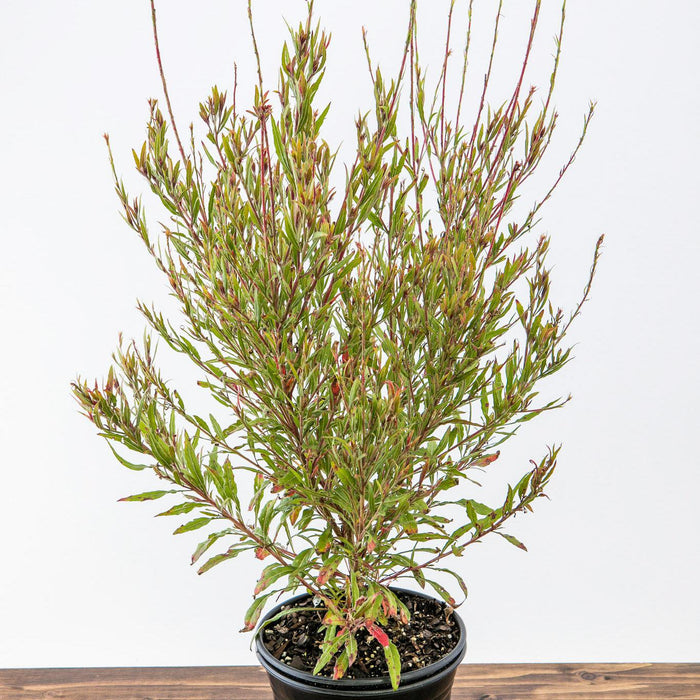 Gaura lindheimeri 'Kleau 04263'  - Belleza™ Dark Pink Gaura