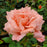 Rose, Sweet Fragrance Hybrid Tea Rose
