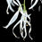 Fringetree, White Fringetree (Chionanthus virginicus)