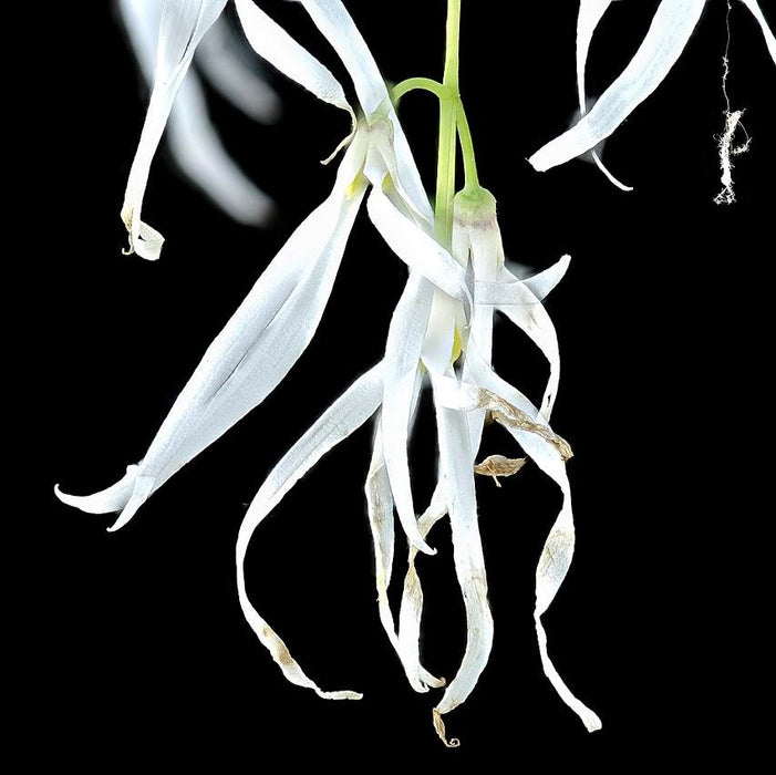 Fringetree, White Fringetree (Chionanthus virginicus)