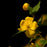 Kerria, Golden Guinea Japanese Kerria