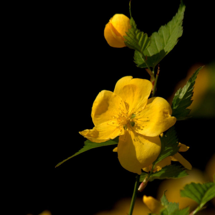 Kerria, Golden Guinea Japanese Kerria