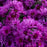 Aster, Pink Crush Aster