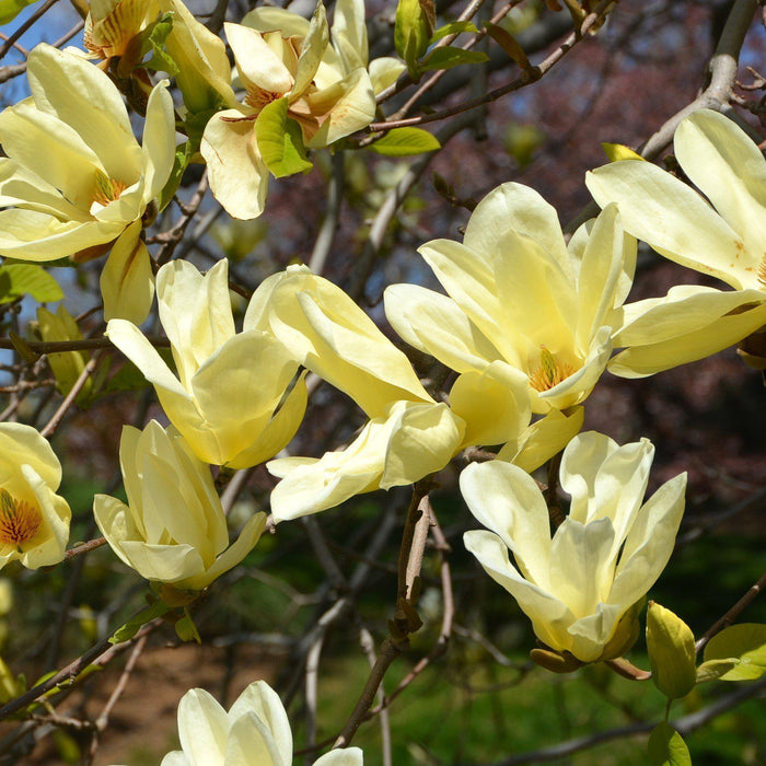 Magnolia, Elizabeth Magnolia