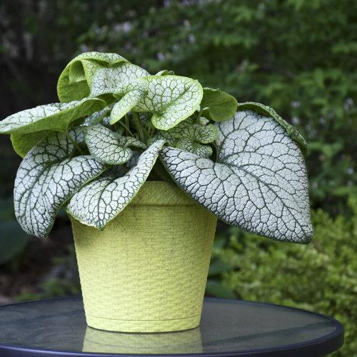Bugloss, Jack of Diamonds Heartleaf Brunnera