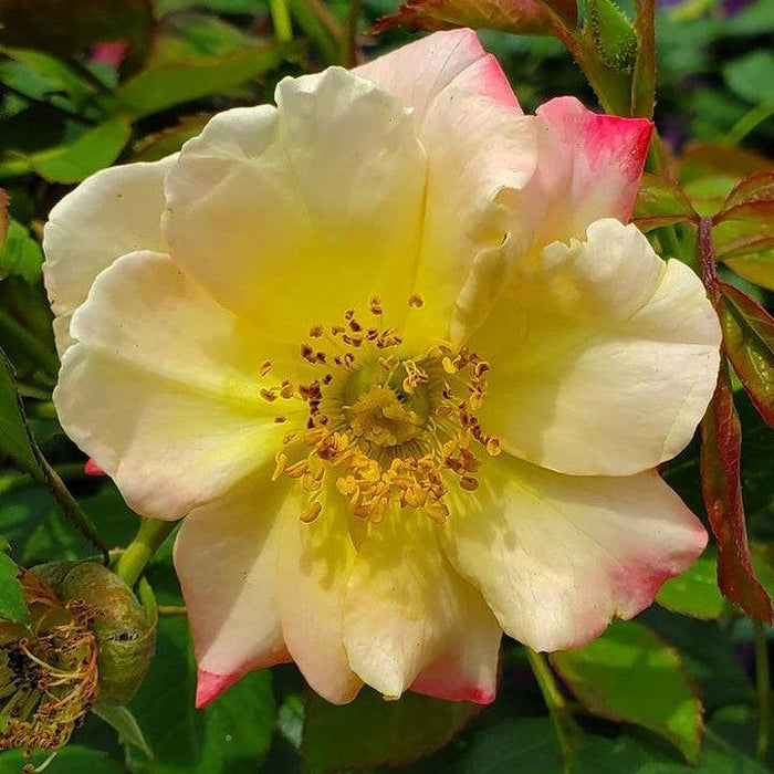Rose, Campfire Rose