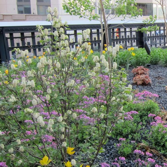 Fothergilla, Dwarf Fothergilla