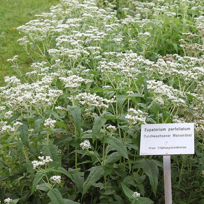 American Boneset