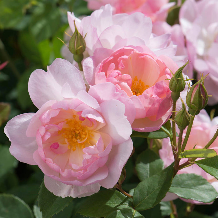 Rose, Scarborough Fair Rose