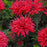 Bee Balm, Pardon My Cerise Bee Balm