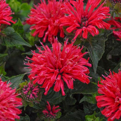Bee Balm, Pardon My Cerise Bee Balm