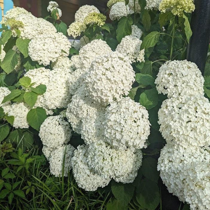 Hydrangea, Annabelle Mophead Hydrangea