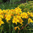 Daylily, Buttered Popcorn Daylily