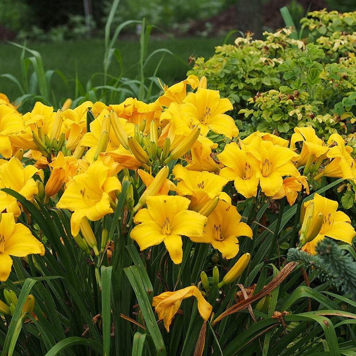Daylily, Buttered Popcorn Daylily