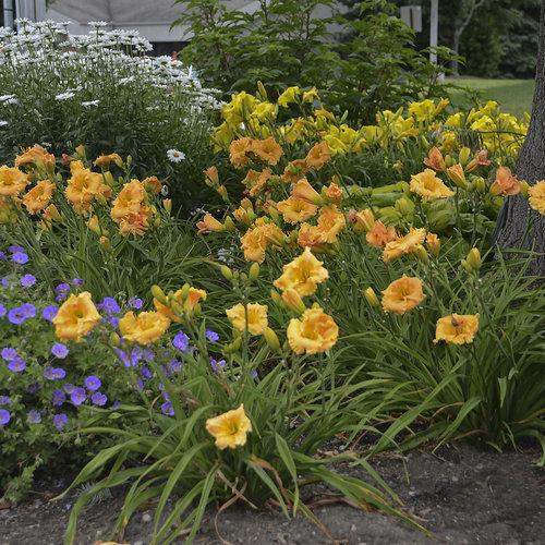Daylily, Rainbow Rhythm® Orange Smoothie Daylily